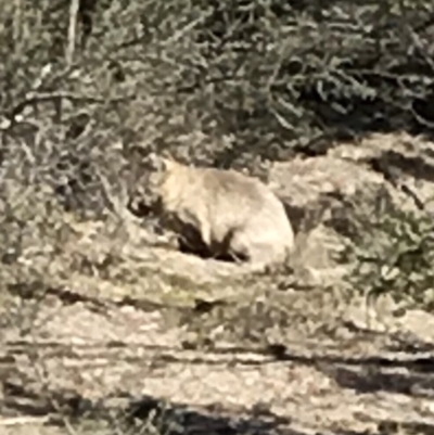 Vombatus ursinus (Common wombat, Bare-nosed Wombat) at Bungendore, NSW - 5 May 2018 by yellowboxwoodland