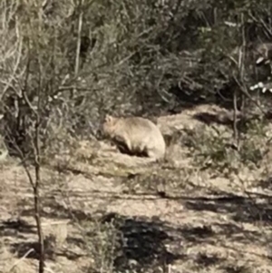 Vombatus ursinus at Bungendore, NSW - 5 May 2018 11:39 AM