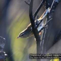 Hylacola pyrrhopygia (Chestnut-rumped Heathwren) at South Pacific Heathland Reserve - 3 May 2018 by CharlesDove