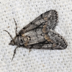 Smyriodes undescribed species nr aplectaria at O'Connor, ACT - 4 May 2018 10:46 PM