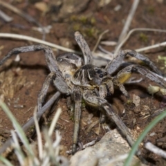 Tasmanicosa godeffroyi (Garden Wolf Spider) at Mount Majura - 4 May 2018 by jb2602