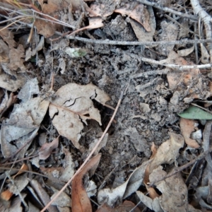 Oligochaetochilus aciculiformis at Belconnen, ACT - suppressed