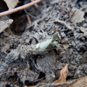 Oligochaetochilus aciculiformis at Belconnen, ACT - suppressed