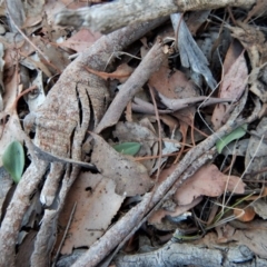 Oligochaetochilus aciculiformis at Belconnen, ACT - 5 May 2018