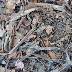 Oligochaetochilus aciculiformis at Belconnen, ACT - suppressed