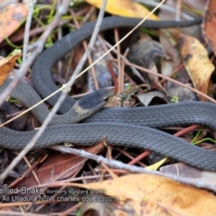 Drysdalia rhodogaster (Mustard-bellied Snake) at Ulladulla, NSW - 22 Mar 2018 by CharlesDove