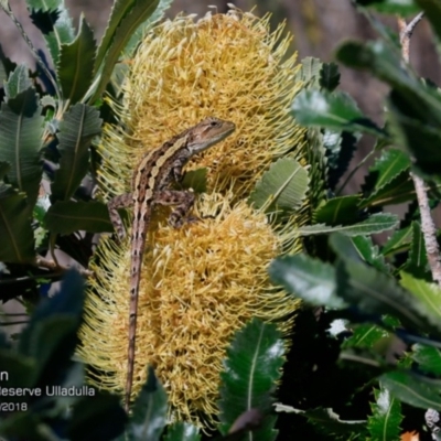 Amphibolurus muricatus (Jacky Lizard) at South Pacific Heathland Reserve - 23 Mar 2018 by CharlesDove