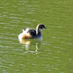 Tachybaptus novaehollandiae at Hume, ACT - 5 May 2018