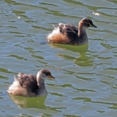 Tachybaptus novaehollandiae at Hume, ACT - 5 May 2018