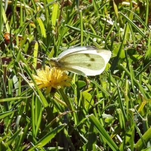 Pieris rapae at Parkes, ACT - 5 May 2018