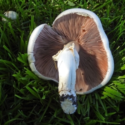 Agaricus sp. (Agaricus) at Yarralumla, ACT - 5 May 2018 by RodDeb