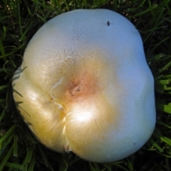 Agaricus sp. at Yarralumla, ACT - 5 May 2018 12:08 PM