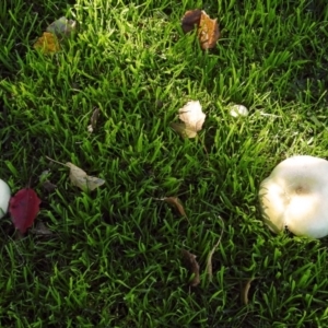 Agaricus sp. at Yarralumla, ACT - 5 May 2018