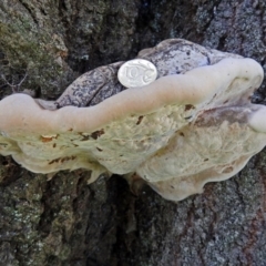 zz Polypore (shelf/hoof-like) at Yarralumla, ACT - 5 May 2018 by RodDeb