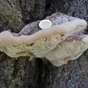 zz Polypore (shelf/hoof-like) at Yarralumla, ACT - 5 May 2018