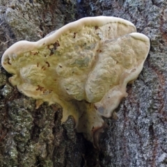 zz Polypore (shelf/hoof-like) at Yarralumla, ACT - 5 May 2018