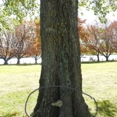 zz Polypore (shelf/hoof-like) at Yarralumla, ACT - 5 May 2018