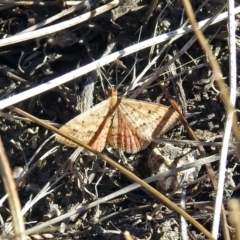Scopula rubraria (Reddish Wave, Plantain Moth) at Hume, ACT - 5 May 2018 by RodDeb