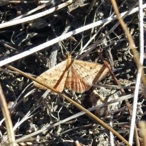 Scopula rubraria at Hume, ACT - 5 May 2018