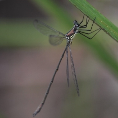 Synlestes weyersii (Bronze Needle) at Coolumburra, NSW - 2 Jan 2016 by HarveyPerkins