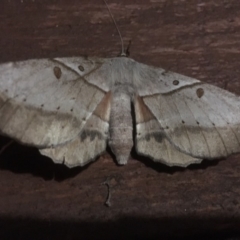 Chelepteryx chalepteryx (Chelepteryx chalepteryx) at Tura Beach, NSW - 5 May 2018 by DonneMunn