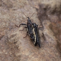 Rhinotia sp. (genus) (Unidentified Rhinotia weevil) at Coolumburra, NSW - 2 Jan 2016 by HarveyPerkins