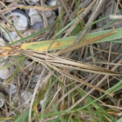 Acrida conica (Giant green slantface) at Beecroft Peninsula, NSW - 25 Jan 2008 by HarveyPerkins