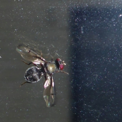 Pogonortalis doclea (Boatman fly) at Kioloa, NSW - 12 Feb 2018 by JanetRussell