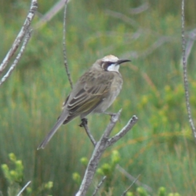 Glyciphila melanops (Tawny-crowned Honeyeater) at Beecroft Peninsula, NSW - 21 Feb 2009 by HarveyPerkins