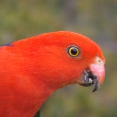 Alisterus scapularis (Australian King-Parrot) at Tura Beach, NSW - 25 Oct 2007 by DonneMunn