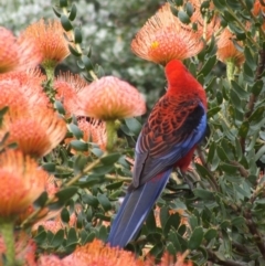 Platycercus elegans (Crimson Rosella) at Tura Beach, NSW - 25 Oct 2007 by DonneMunn