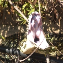 Morelia spilota spilota (Diamond Python) at Tura Beach, NSW - 15 Sep 2006 by DonneMunn