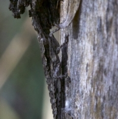 Coryphistes ruricola (Bark-mimicking Grasshopper) at Canberra Central, ACT - 5 May 2018 by jb2602