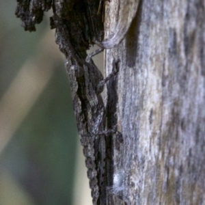 Coryphistes ruricola at Canberra Central, ACT - 5 May 2018