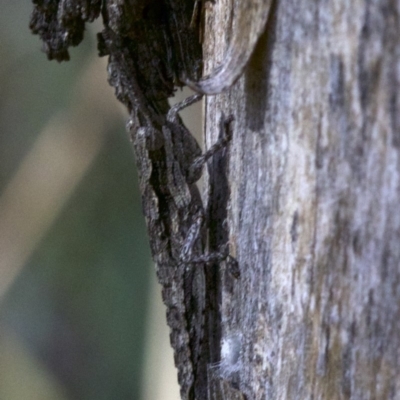 Coryphistes ruricola (Bark-mimicking Grasshopper) at Mount Majura - 5 May 2018 by jb2602