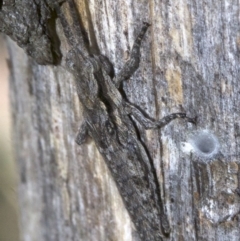 Coryphistes ruricola at Canberra Central, ACT - 5 May 2018