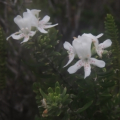 Westringia fruticosa (Native Rosemary) at Murramarang National Park - 13 Jun 2014 by MichaelBedingfield