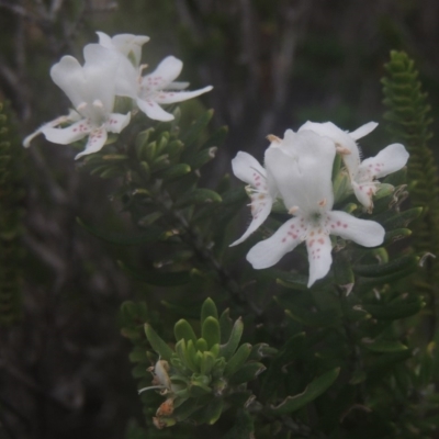 Westringia fruticosa (Native Rosemary) at Murramarang National Park - 13 Jun 2014 by MichaelBedingfield