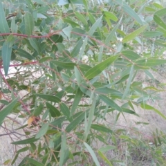 Eucalyptus viminalis (Ribbon Gum) at Paddys River, ACT - 9 Apr 2018 by MichaelBedingfield