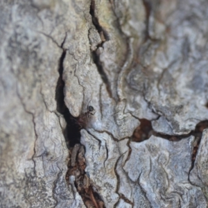 Papyrius nitidus at Wamboin, NSW - suppressed