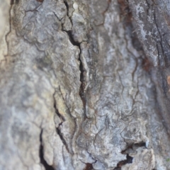 Papyrius nitidus at Wamboin, NSW - suppressed