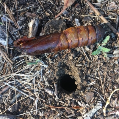 Abantiades atripalpis (Bardee grub/moth, Rain Moth) at Deakin, ACT - 6 May 2018 by jks