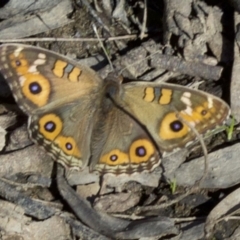 Junonia villida (Meadow Argus) at Mount Majura - 5 May 2018 by jbromilow50