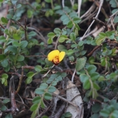 Bossiaea buxifolia (Matted Bossiaea) at Gundaroo, NSW - 3 Apr 2018 by MaartjeSevenster