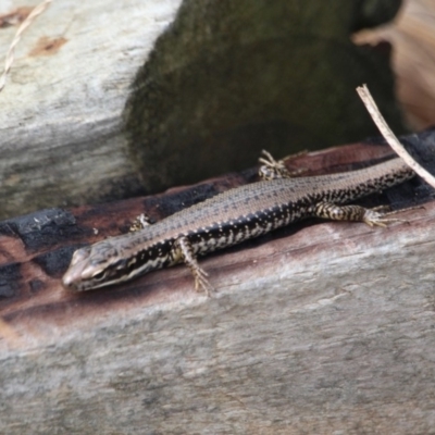 Eulamprus heatwolei (Yellow-bellied Water Skink) at Merimbula, NSW - 29 Apr 2018 by RossMannell