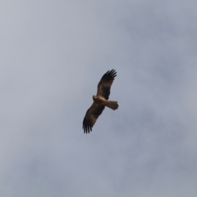 Haliastur sphenurus (Whistling Kite) at Bournda, NSW - 29 Apr 2018 by RossMannell