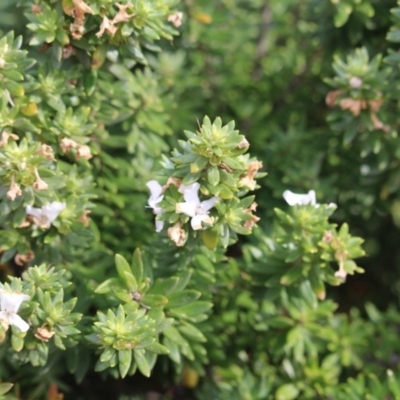 Westringia fruticosa (Native Rosemary) at Tura Beach, NSW - 29 Apr 2018 by RossMannell