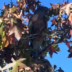 Callocephalon fimbriatum (Gang-gang Cockatoo) at Deakin, ACT - 6 May 2018 by jks