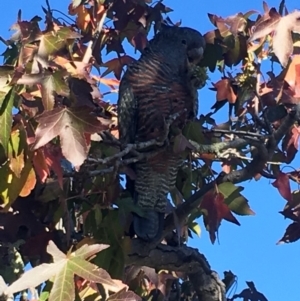 Callocephalon fimbriatum at Deakin, ACT - suppressed