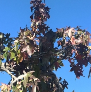 Callocephalon fimbriatum at Deakin, ACT - suppressed